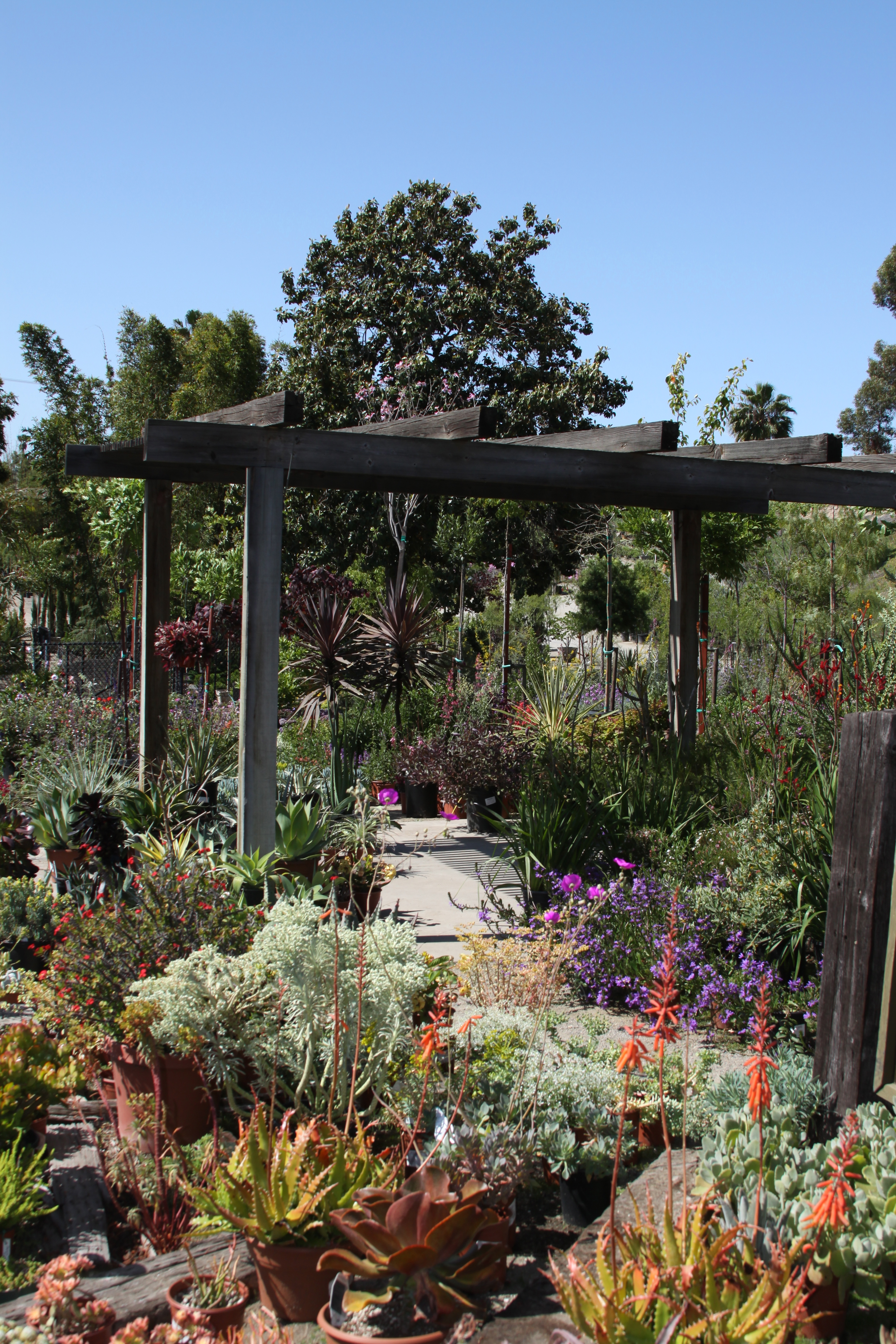 Succulents, drought-tollerant, and native plants at Hunter's Nursery in San Diego